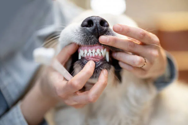 Ev ortamında dişleri fırçalanan sağlıklı bir köpeğin ağız bakımını gösteren görüntü.